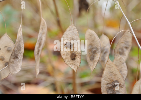 Mehrjährig Ehrlichkeit (Lunaria rediviva) Stockfoto