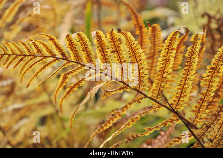 Gemeinsamen männlichen Farne (dryopteris filix-mas) Stockfoto