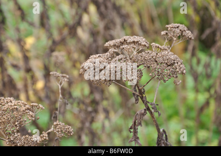 Geröntgt Rainfarn (tanacetum macrophyllum) Stockfoto