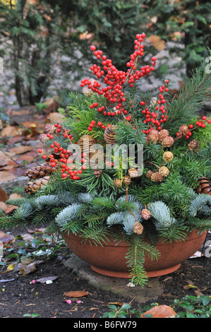 Amerikanische winterberry (Ilex verticilata) Stockfoto