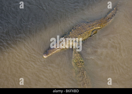 Zwei große amerikanische Krokodile Crocodylus Acutus im Tarcoles Fluss in Costa Rica Stockfoto