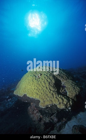 Sunburst über große Stony Coral Porites Australiensis plus Staubwedel Wurm Sabellastarte Sanctijosephi Indica bei Kieferfischen Stockfoto