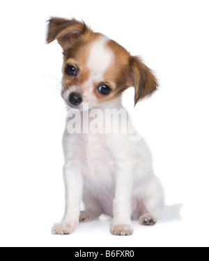 Chihuahua-Welpe 3 Monate vor einem weißen Hintergrund Stockfoto