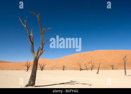 Toten Camel Thorn Bäumen in die Salzpfanne bei Dead Vlei in der Namib Naukluft National Park Sesriem-Namibia Stockfoto