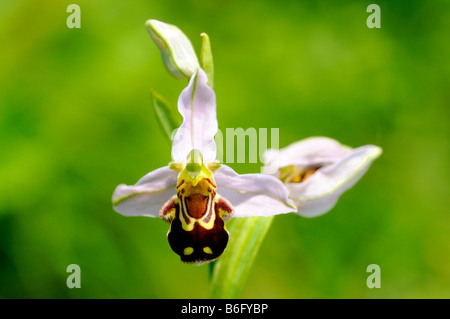 Biene Orchidee, Ophrys apifera Stockfoto