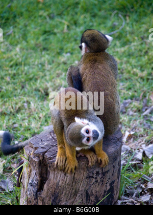 Green Monkey verwirrt, um der Fotograf in der biblischen Zoo Frühjahr zu sehen. Stockfoto