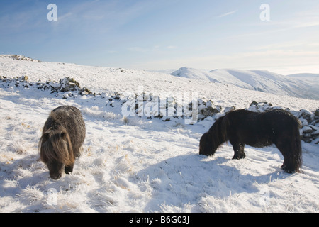 Fiel Pony s auf Caudale Moor über Ambleside in der Seenplatte-UK Stockfoto