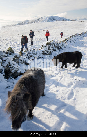 Fiel Pony s auf Caudale Moor über Ambleside in der Seenplatte-UK Stockfoto