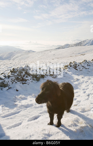 Fiel Pony s auf Caudale Moor über Ambleside in der Seenplatte-UK Stockfoto