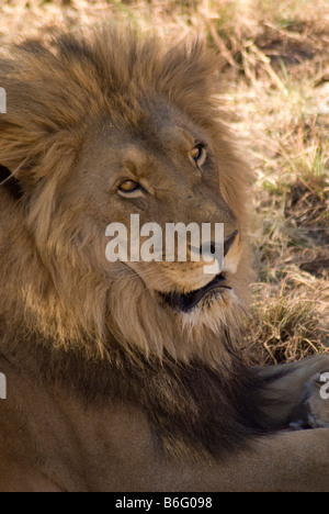 Männlicher Löwe Panthera Leo am Rehabilitationszentrum Amani Lodge, Namibia Stockfoto