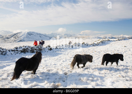 Fiel Pony s auf Caudale Moor über Ambleside in der Seenplatte-UK Stockfoto