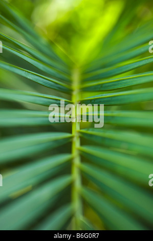 Roystonea Regia. Royal Palm Baum Blatt Zusammenfassung. Andhra Pradesh, Indien Stockfoto