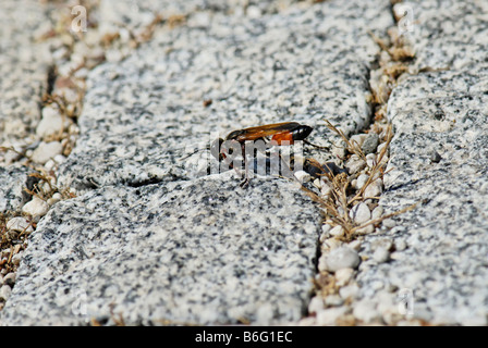 Wespe Sceliphron spirifex Stockfoto