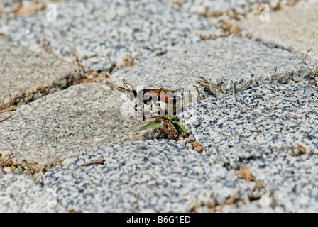 Wespe Sceliphron spirifex Stockfoto