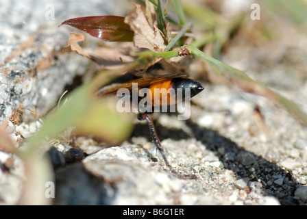 Wespe Sceliphron spirifex Stockfoto