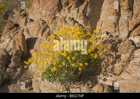 Kalifornien Brittlebush blühen über Palm Desert im Coachella Valley in San Rosa San Jacinto Mountains National Monument. Stockfoto