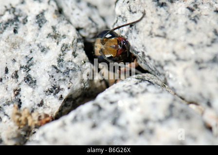 Wespe Sceliphron Spirifex blickt durch einen Riss zwischen Steinen Stockfoto