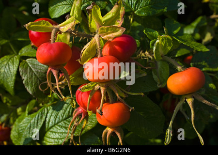 Hagebutte-Beeren wachsen auf bush Stockfoto