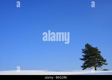 Winterlandschaft mit Schnee Stockfoto