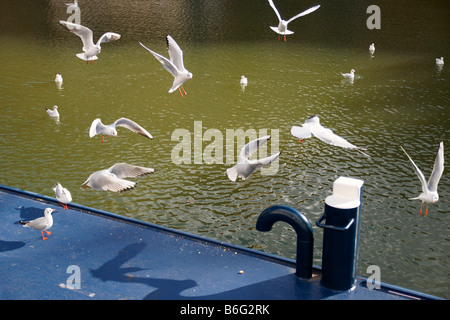 Viele weiße Möwen Vögel Scharen fliegen über Flusshafen in Rotterdam Stadt blaue Plattform Stockfoto