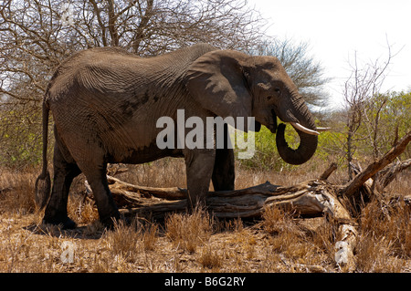 wild wild Elefant Elefant Loxodonta Africana KRUGER NP Süd-Afrika Südafrika Essen Feed Fütterung Wald Staub Sand sand Stockfoto