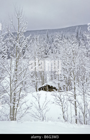 Alten Blockhütte sitzt unter Beben Aspen Bäume und ist begraben in Neuschnee in der Nähe von Ward, Colorado USA Stockfoto