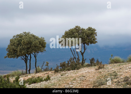 Landschaft von Bäumen in Almansa, Provinz Albacete, in Castilla La Mancha Region, Spanien, Europa Stockfoto