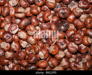 Rosskastanie Aesculus Hippocastanum conkers Stockfoto