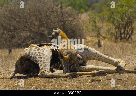 wild wild entdeckt ZERBEISSEN AAS Essen, Süd-Afrika Südafrika Essen feed Fütterung Scavenger Giraffe AAS Esser feede Stockfoto