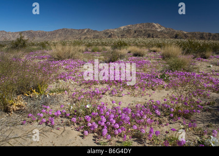 Kalifornien Sand Verbene blühen im Pinto Basin mit Pinto-Berge in der Ferne; Joshua Tree Nationalpark Stockfoto