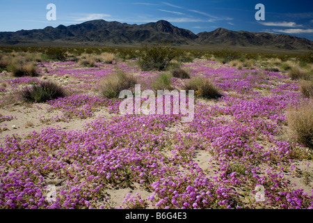 CALIFORNIA-Sand Verbene blühen im Pinto Basin mit Pinto-Berge in der Ferne Joshua Tree Nationalpark. Stockfoto