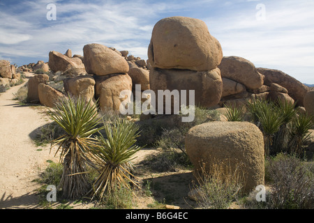 Kalifornien - Mojave Yucca entlang des Weges zu Mastodon meine Website in der Nähe von Cottonwood Springs im Joshua Tree National Park. Stockfoto