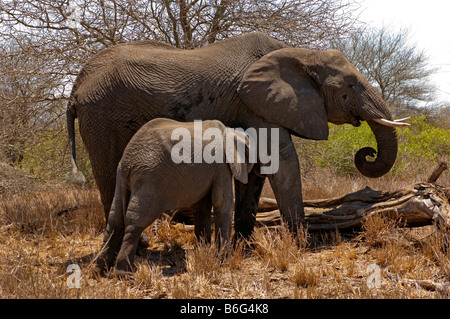 wild wild Elefant Elefant Loxodonta Africana KRUGER NP Süd-Afrika junge Baby Cub Kleinkind säugen Säugling Stockfoto