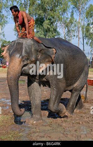 Mahout reitet seinen Elefanten durch den Schlamm auf dem Elephant Roundup in Surin, Thailand Stockfoto