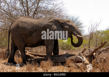 wild wild Elefant Elefant Loxodonta Africana KRUGER NP Süd-Afrika Südafrika Essen Feed Fütterung Wald Staub Sand sand Stockfoto