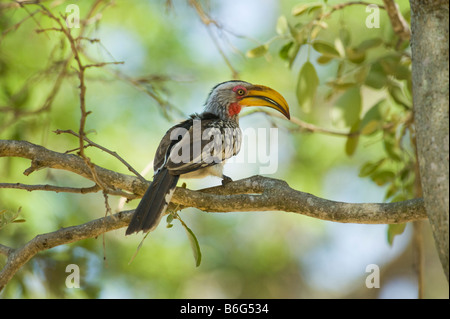 Southern Yellow-billed Hornbill gelben Schnabel in Rechnung gestellt Tockus Leucomelas Süd-Afrika Südafrika Vogel big Tockus Leucomelas Afrika Stockfoto