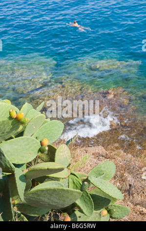 Frau, Schwimmen im Mittelmeer, Insel Elba, Toskana, Italien, Kaktus im Vordergrund. Stockfoto