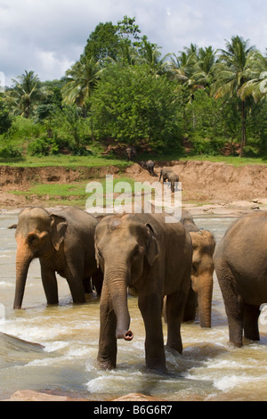 Eine Herde Elefanten überqueren einen seichten Fluss in der Nähe von The Pinnawela-Elefantenwaisenhaus in Sri Lanka Stockfoto