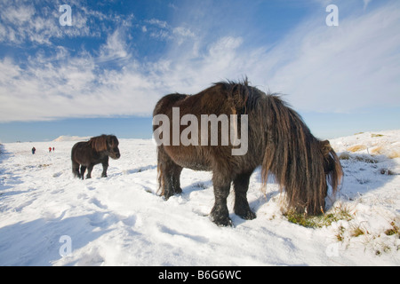 Fiel Pony s auf Caudale Moor über Ambleside in der Seenplatte-UK Stockfoto