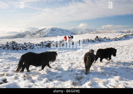 Fiel Pony s auf Caudale Moor über Ambleside in der Seenplatte-UK Stockfoto