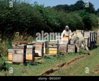 Imker sammeln die Honigernte aus ihre Bienenstöcke in einem Bauern Feld in Lincolshire Wolds England einrichten Stockfoto