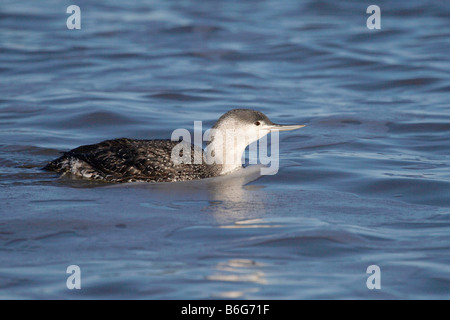 Red-Throated Diver bei Horsey an der Küste von Norfolk Stockfoto