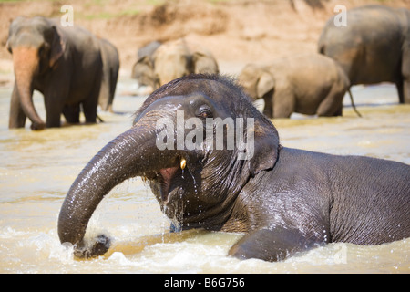 Eine Herde Elefanten Baden in einem seichten Fluss in der Nähe von The Pinnawela-Elefantenwaisenhaus in Sri Lanka Stockfoto