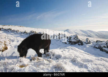 Fiel Pony s auf Caudale Moor über Ambleside in der Seenplatte-UK Stockfoto