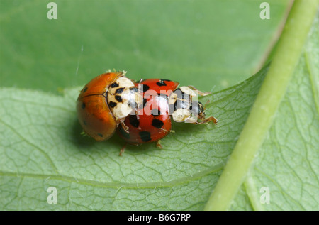 Bunte asiatische Dame Käfer Paarung auf einem grünen Blatt. Stockfoto