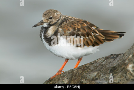 Ruddy Steinwälzer (Arenaria Interpres) steht auf einem Felsen-Steg Stockfoto