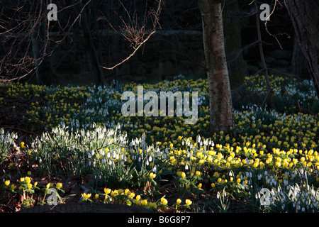 Schneeglöckchen und goldenen Aconites Blüte in Burrill North Yorkshire England Stockfoto