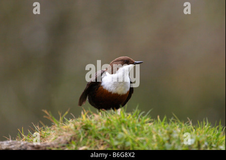 Wilde Dipper in Lathkill Dale, Derbyshire Stockfoto