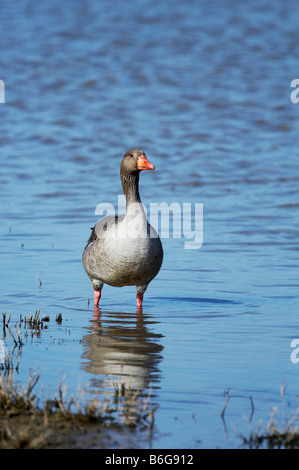 Graugans auf der Küste von North Norfolk Stockfoto