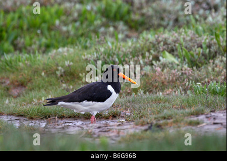 Austernfischer, Haematopus, aufgenommen auf der nördlichen Küste von Norfolk, UK Stockfoto